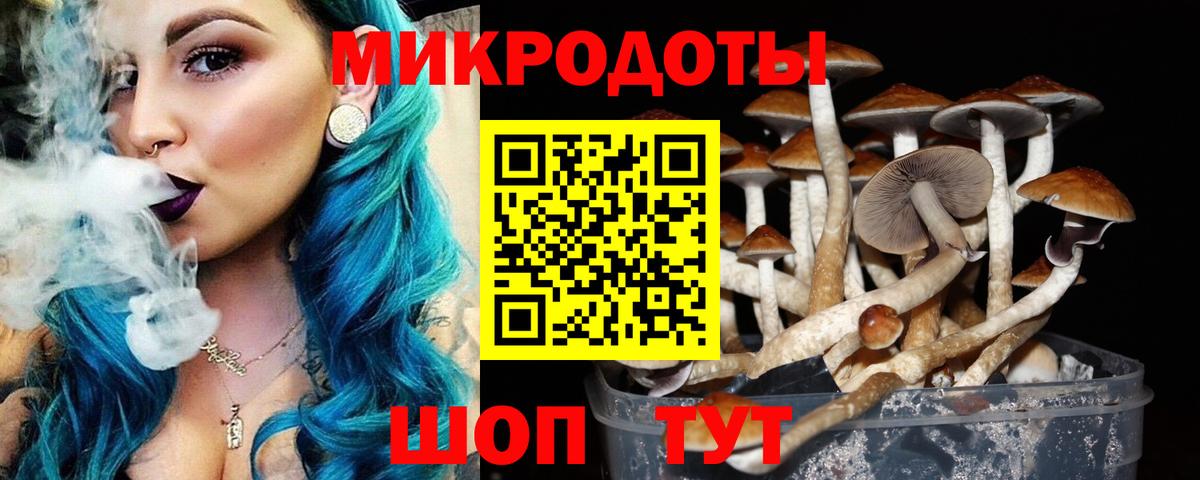 Псилоцибиновые грибы Psilocybe Пушкино